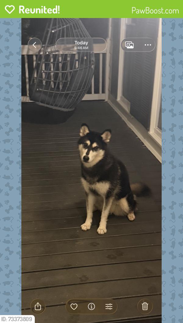 Reunited Female Dog last seen Coolamber Drive, Powder Springs, GA 30127