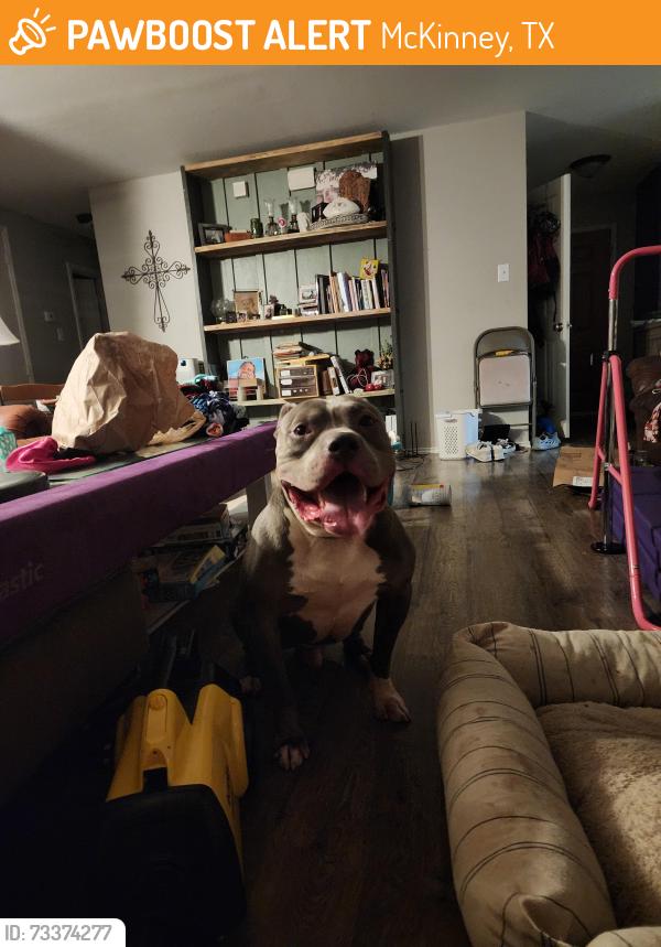 Found/Stray Male Dog last seen McNeil elementary school on Hardin and mckinney ranch pkwy, McKinney, TX 75070