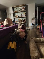 Found/Stray Male Dog last seen McNeil elementary school on Hardin and mckinney ranch pkwy, McKinney, TX 75070