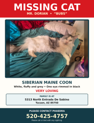 Lost Male Cat last seen Sabino Canyon and North Entrada De Sabino, Tucson, AZ 85750