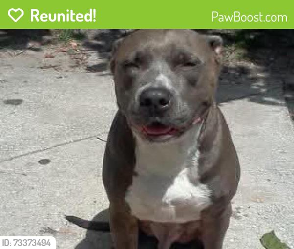 Reunited Male Dog last seen Sunbeam Rd, Jacksonville, FL, USA, Jacksonville, FL 32257