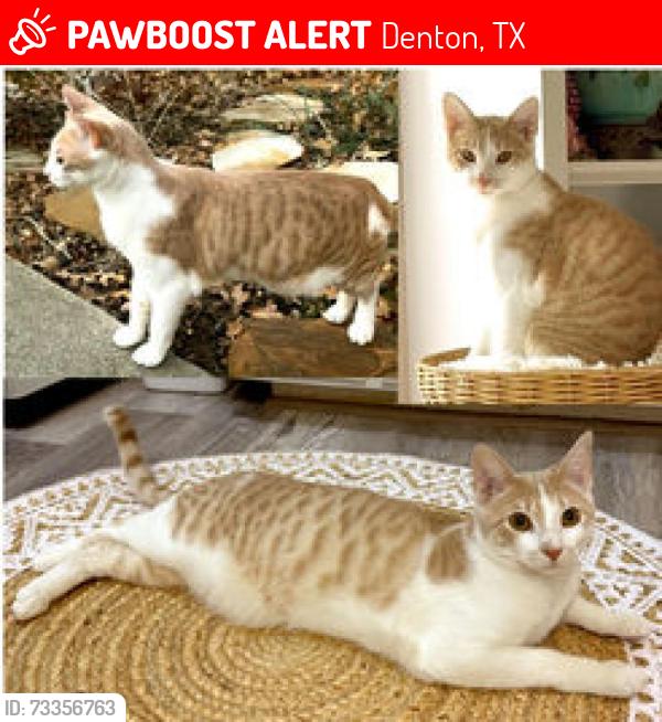 Lost Male Cat last seen Near Pockrus Page Rd, Denton, Tx, Denton, TX 76208