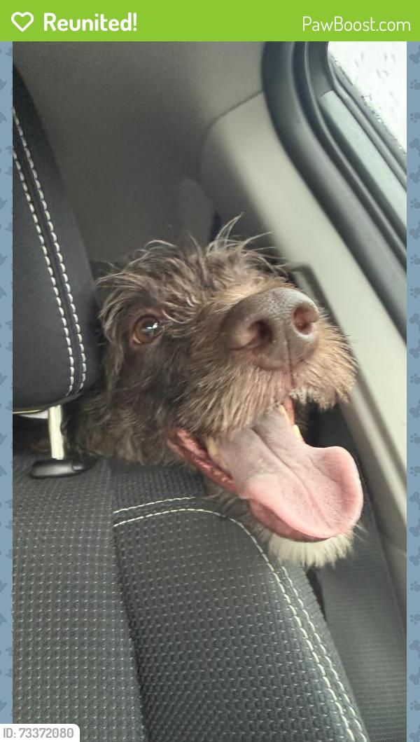 Reunited Female Dog last seen Yellow River, Gwinnett County, GA 30044