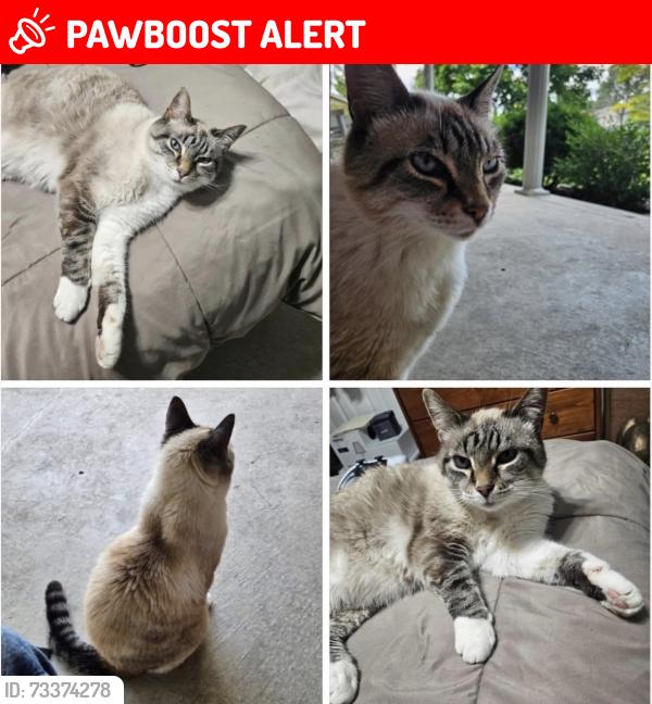 Lost Male Cat last seen Hollywood Dr, West Chester Township, OH 45069