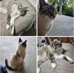 Lost Male Cat last seen Hollywood Dr, West Chester Township, OH 45069