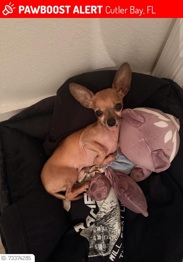 Lost Male Dog last seen Blue water road, Cutler Bay, FL 33189