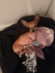 Lost Male Dog last seen Blue water road, Cutler Bay, FL 33189