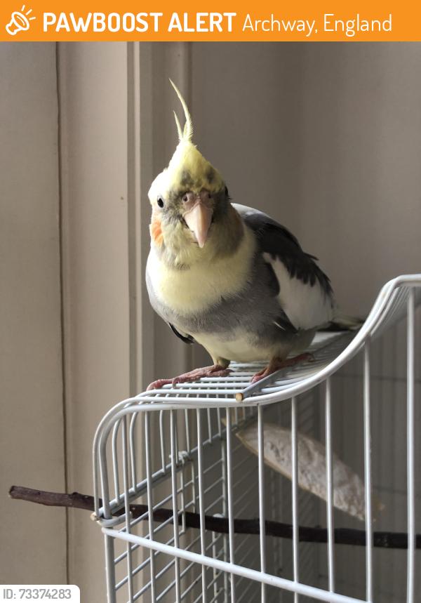Found/Stray Unknown Bird last seen Archway station, Archway, England 