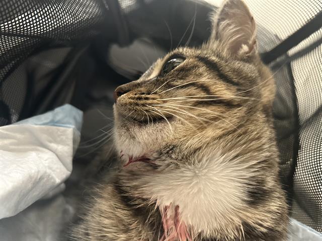 Shelter Stray Female Cat last seen Near BLK E LOUISE ST, LONG BEACH CA, 90805, 7700 E Spring St, Long Beach, CA 90815, USA