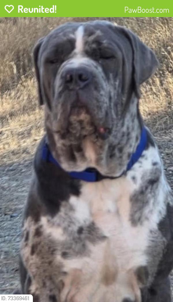 Reunited Male Dog last seen Whiskey creek, Valley Springs, CA 95252