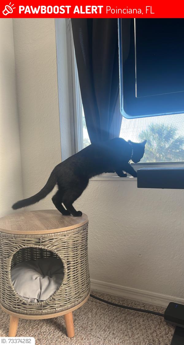 Lost Female Cat last seen Coyote rd., Poinciana, FL 34759