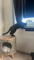 Lost Female Cat last seen Coyote rd., Poinciana, FL 34759