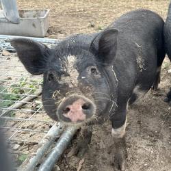 Shelter Stray Female Livestock last seen Near BLOCK BAILEY AVE, 4710 TX-151, San Antonio, TX 78227, USA