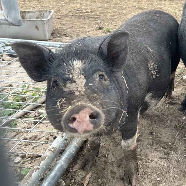Shelter Stray Female Livestock last seen Near BLOCK BAILEY AVE, 4710 TX-151, San Antonio, TX 78227, USA