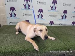 Shelter Stray Female Dog last seen , 2769 Conroy Rd, Orlando, FL 32839, USA