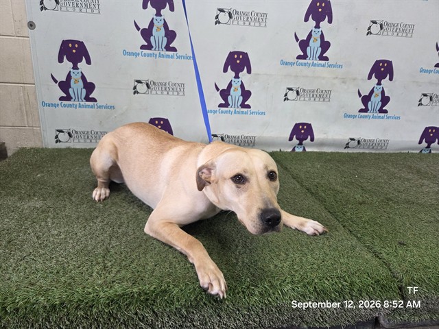 Shelter Stray Female Dog last seen , 2769 Conroy Rd, Orlando, FL 32839, USA