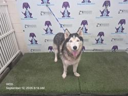 Shelter Stray Female Dog last seen , 2769 Conroy Rd, Orlando, FL 32839, USA