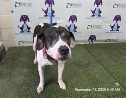 Shelter Stray Female Dog last seen , 2769 Conroy Rd, Orlando, FL 32839, USA