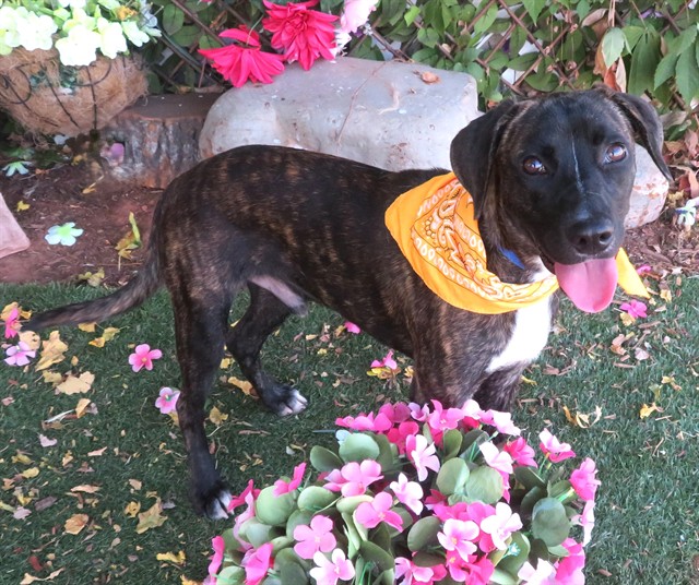 Shelter Stray Male Dog last seen AGNEW/SW 15TH OKC, 2811 SE 29th St, Oklahoma City, OK 73129, USA