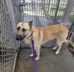 Shelter Stray Male Dog last seen , 1850 W 60th St, Los Angeles, CA 90047, USA