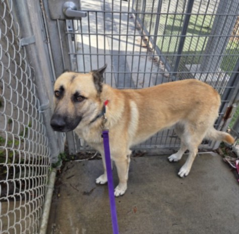 Shelter Stray Male Dog last seen , 1850 W 60th St, Los Angeles, CA 90047, USA