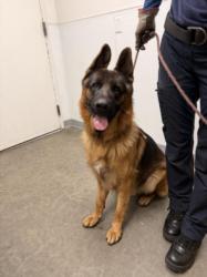 Shelter Stray Male Dog last seen , 1850 W 60th St, Los Angeles, CA 90047, USA