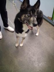 Shelter Stray Male Dog last seen , 1850 W 60th St, Los Angeles, CA 90047, USA