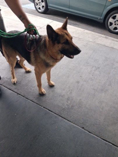 Shelter Stray Male Dog last seen , 1850 W 60th St, Los Angeles, CA 90047, USA
