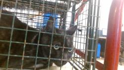 Shelter Stray Male Cat last seen Near BLOCK NW 5 AVE, 3599 NW 79th Ave, Doral, FL 33122, USA