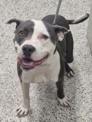 Shelter Stray Male Dog last seen Near BLOCK W CHICAGO ST, DETROIT MI 48228, 7401 Chrysler Dr, Detroit, MI 48211, USA