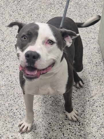 Shelter Stray Male Dog last seen Near BLOCK W CHICAGO ST, DETROIT MI 48228, 7401 Chrysler Dr, Detroit, MI 48211, USA