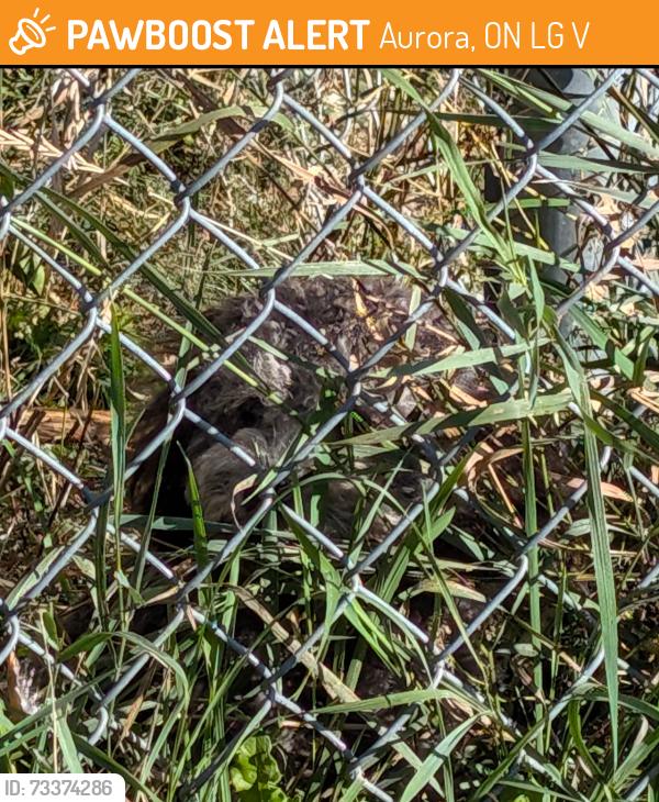 Found/Stray Unknown Dog last seen Industrial Parkway S and Engelhard drive, Aurora, ON L4G 3V6