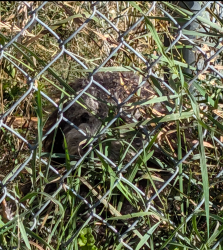Found/Stray Unknown Dog last seen Industrial Parkway S and Engelhard drive, Aurora, ON L4G 3V6