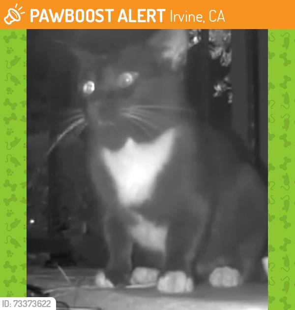 Found/Stray Unknown Cat last seen Montecito Vista apmts, Irvine, CA 92602