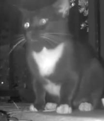 Found/Stray Unknown Cat last seen Montecito Vista apmts, Irvine, CA 92602