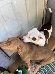 Found/Stray Male Dog last seen Near n 10th st, Tampa, FL 33604