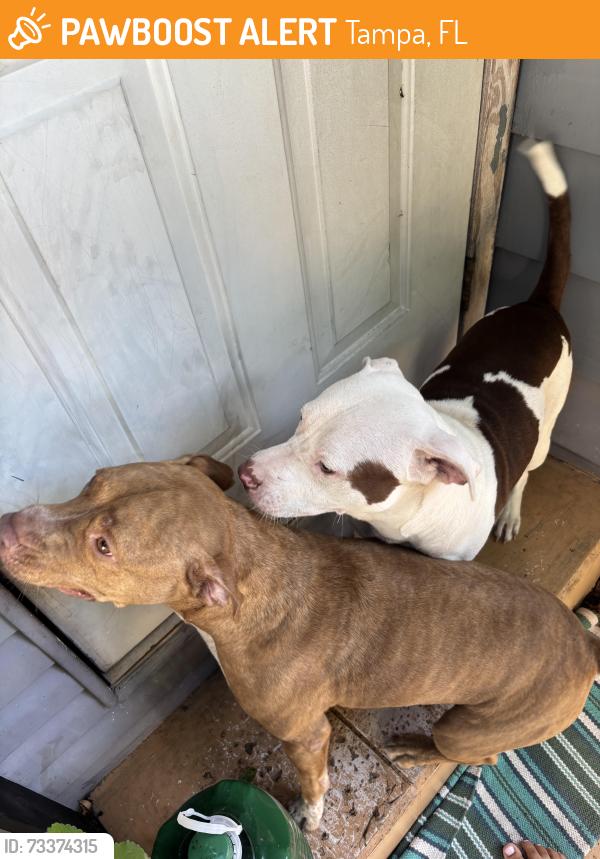 Found/Stray Male Dog last seen Near n 10th st, Tampa, FL 33604
