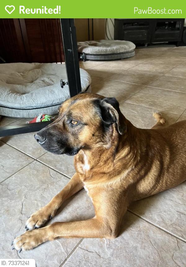 Reunited Female Dog last seen Near Walton Ln, Springtown, TX 76082, USA, Springtown, TX 76082