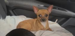 Lost Male Dog last seen Near bath road ub70eg, Longford, England UB7 0EG