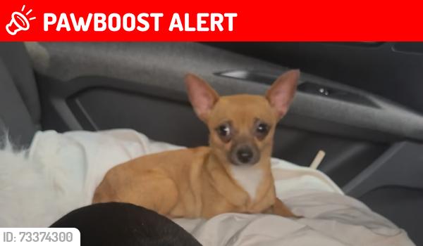 Lost Male Dog last seen Near bath road ub70eg, Longford, England UB7 0EG
