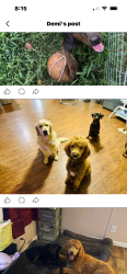 Reunited Male Dog last seen New potato dr, Kannapolis, NC 28083