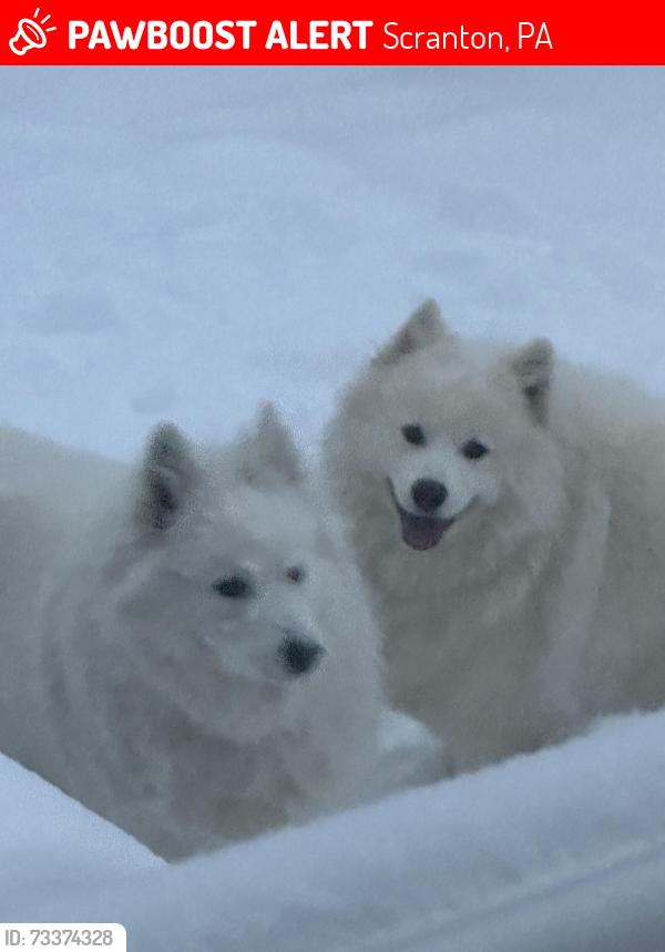 Lost Male Dog last seen Near s third ave & railroad ave, Scranton, PA 18505