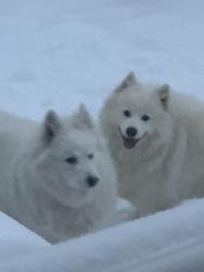 Lost Male Dog last seen Near s third ave & railroad ave, Scranton, PA 18505