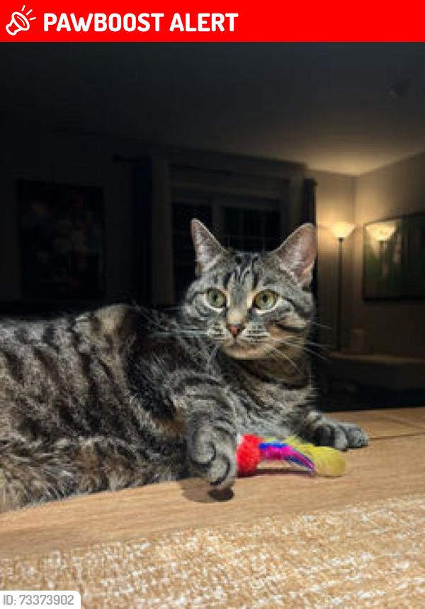 Lost Female Cat last seen rue Valois and rue Monette, Vaudreuil-Dorion, QC J7V 8K4