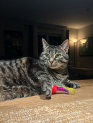Lost Female Cat last seen rue Valois and rue Monette, Vaudreuil-Dorion, QC J7V 8K4