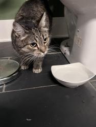 Found/Stray Female Cat last seen Near, Grand Rapids, MI 49504