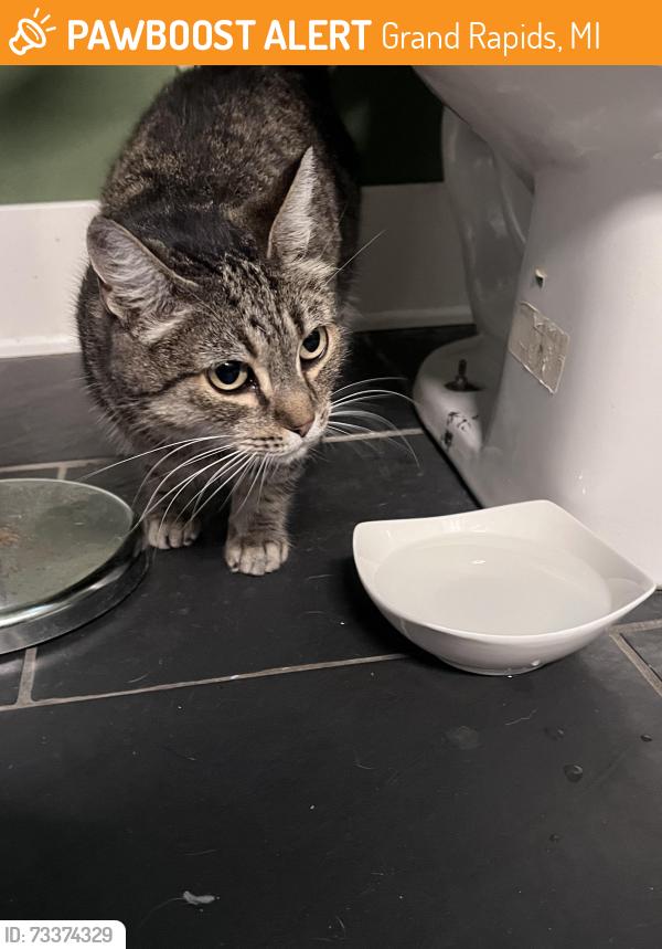Found/Stray Female Cat last seen Near, Grand Rapids, MI 49504