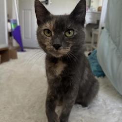 Shelter Stray Female Cat last seen Near N Broadway, Baltimore, MD 21205, 21205, MD, 2490 Giles Rd, Baltimore, MD 21225, USA