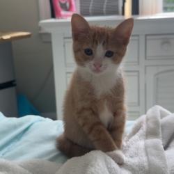 Shelter Stray Female Cat last seen Near N Broadway, Baltimore, MD 21205, 21205, MD, 2490 Giles Rd, Baltimore, MD 21225, USA