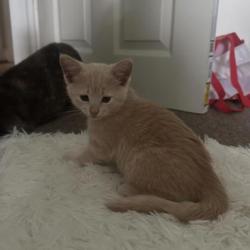 Shelter Stray Male Cat last seen Near N Broadway, Baltimore, MD 21205, 21205, MD, 2490 Giles Rd, Baltimore, MD 21225, USA